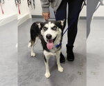 Small #7 Siberian Husky Mix
