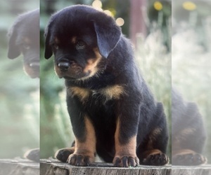 Rottweiler Puppy for sale in NAPA, CA, USA