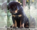 Small Photo #1 Rottweiler Puppy For Sale in NAPA, CA, USA
