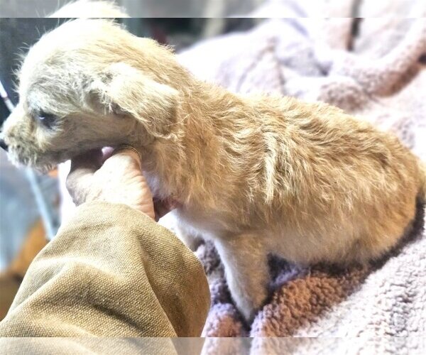 Medium Photo #13 ShiChi Puppy For Sale in Wakefield, RI, USA