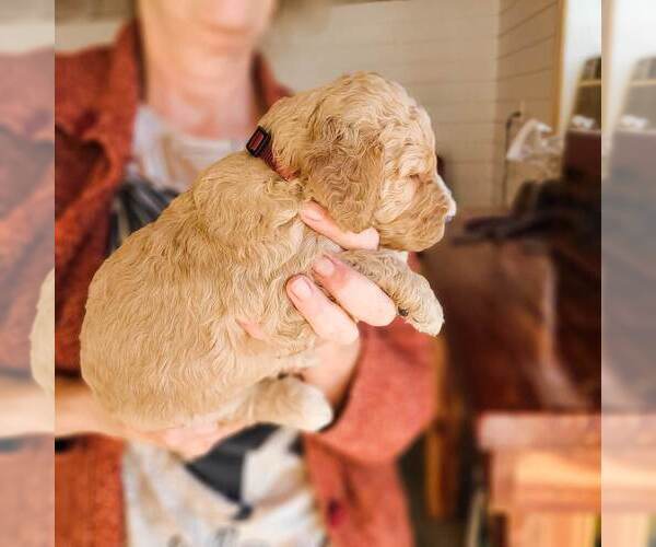 Medium Photo #7 Poodle (Standard) Puppy For Sale in WAGENER, SC, USA