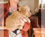 Small Photo #7 Poodle (Standard) Puppy For Sale in WAGENER, SC, USA