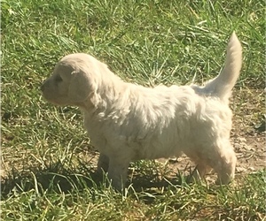 Goldendoodle-Poodle (Standard) Mix Puppy for sale in ROLAND, IA, USA