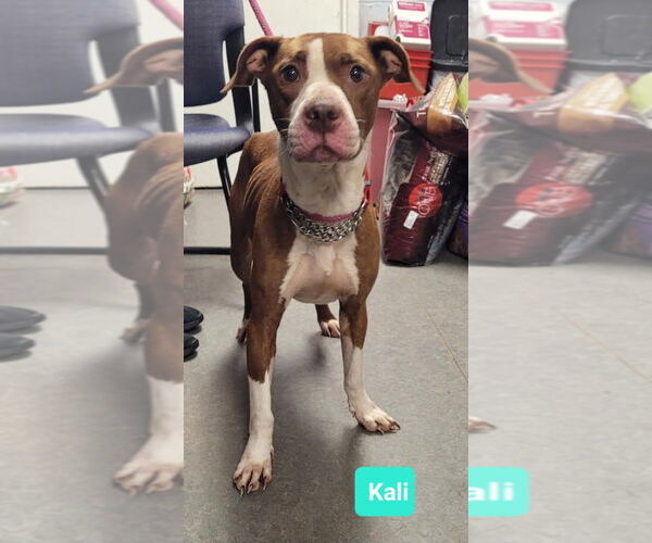 Medium Photo #3 Labrador Retriever-Unknown Mix Puppy For Sale in Richmond, IN, USA