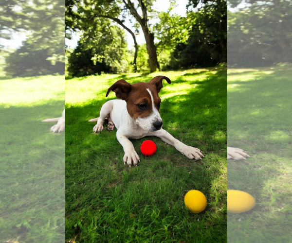 Medium Photo #20 Basenji-Rat Terrier Mix Puppy For Sale in McKinney, TX, USA