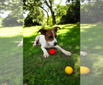 Small #19 Basenji-Rat Terrier Mix