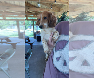Father of the Dachshund puppies born on 04/01/2025