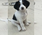 Small #2 Australian Shepherd-Bernedoodle Mix