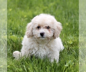 Bichon Frise-Bichpoo Mix Puppy for Sale in KINZERS, Pennsylvania USA