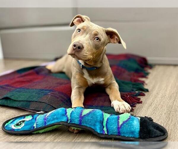 Medium Photo #2 American Pit Bull Terrier-Unknown Mix Puppy For Sale in Martinez, CA, USA