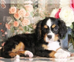 Bernese Mountain Dog-Cavalier King Charles Spaniel Mix Puppy for Sale in COATESVILLE, Pennsylvania USA