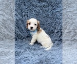 Image preview for Ad Listing. Nickname: Ryan
