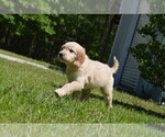 Small Photo #7 Goldendoodle Puppy For Sale in LIVE OAK, FL, USA