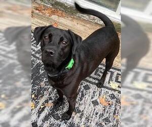 Cody, looking for a quiet home - Male Colonial Cocker Spaniel-Labrador Retriever Mix Dog for Adoption - Photo #2