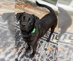 Small #1 Colonial Cocker Spaniel-Labrador Retriever Mix
