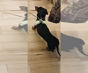 Father of the Dachshund puppies born on 06/25/2025