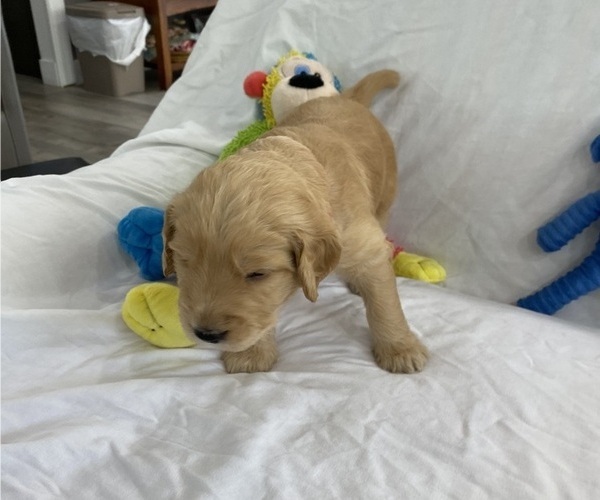Full screen Photo #4 Goldendoodle Puppy For Sale in TARPON SPRINGS, FL, USA