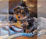 Small Photo #47 Yorkshire Terrier Puppy For Sale in MANES, MO, USA