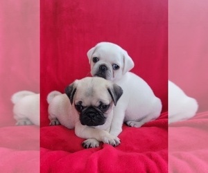 Pug Puppy for sale in SILVER SPRINGS, FL, USA