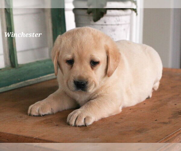 Medium Photo #1 Labrador Retriever Puppy For Sale in STANLEY, NY, USA