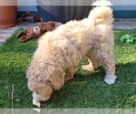 Small Photo #14 Aussie-Poo-Poodle (Miniature) Mix Puppy For Sale in PIONEER, CA, USA