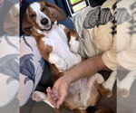 Small #2 Basset Hound