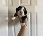Small Photo #2 Bernedoodle (Miniature) Puppy For Sale in MENIFEE, CA, USA