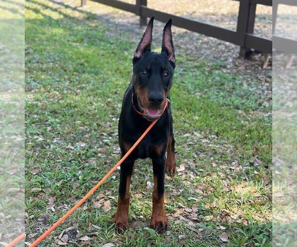 Medium Photo #46 Doberman Pinscher Puppy For Sale in FORT LAUDERDALE, FL, USA