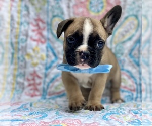French Bulldog Puppy for sale in LANCASTER, PA, USA