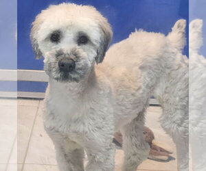 - Mix Dogs for adoption in Walnutport, PA, USA