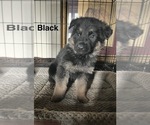 Puppy Black Collar German Shepherd Dog