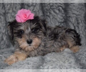 Schnauzer (Miniature) Puppy for sale in BARNESVILLE, KS, USA