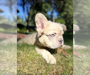 French Bulldog Dog for Adoption in METUCHEN, New Jersey USA
