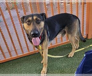 German Shepherd Dog-Unknown Mix Dogs for adoption in Las Vegas, NV, USA