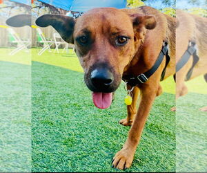 Sage - Female Boxer-Unknown Mix Dog for Adoption - Photo #2