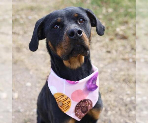 Medium Photo #1 Rottweiler-Unknown Mix Puppy For Sale in San Antonio, TX, USA