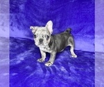 Small Photo #7 French Bulldog Puppy For Sale in KENNESAW, GA, USA