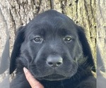 Small Photo #1 Labrador Retriever Puppy For Sale in BROWNS VALLEY, CA, USA