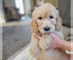 Small Photo #45 Goldendoodle Puppy For Sale in KATY, TX, USA