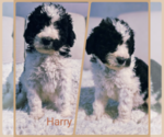 Puppy Harry Bernedoodle (Miniature)