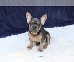 Small Photo #3 French Bulldog Puppy For Sale in LARCHMONT, NY, USA