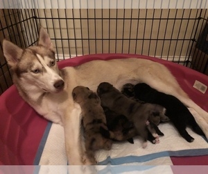 Father of the Pomsky puppies born on 06/07/2019