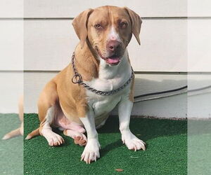 Labrador Retriever-Unknown Mix Dogs for adoption in Rustburg, VA, USA