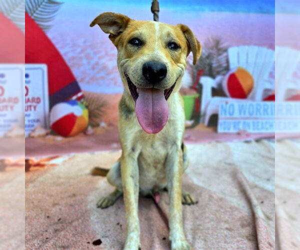 Medium Photo #2 German Shepherd Dog-Treeing Walker Coonhound Mix Puppy For Sale in Long Beach, CA, USA