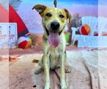 Small #1 German Shepherd Dog-Treeing Walker Coonhound Mix