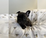 Small Photo #3 French Bulldog Puppy For Sale in MCKINNEY, TX, USA