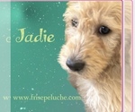 Puppy Jadie Poodle (Standard)-Spinone Italiano Mix