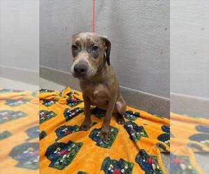 Great Dane-Unknown Mix Dogs for adoption in Las Vegas, NV, USA