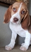Small Photo #18 Beagle Puppy For Sale in EL CAJON, CA, USA