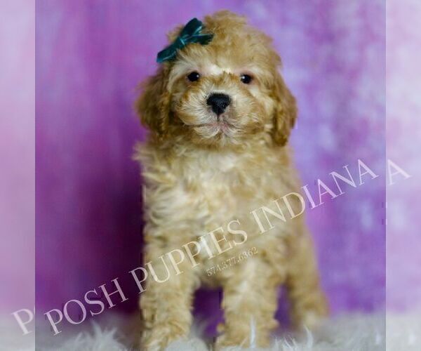 Medium Photo #70 Poodle (Miniature) Puppy For Sale in WARSAW, IN, USA